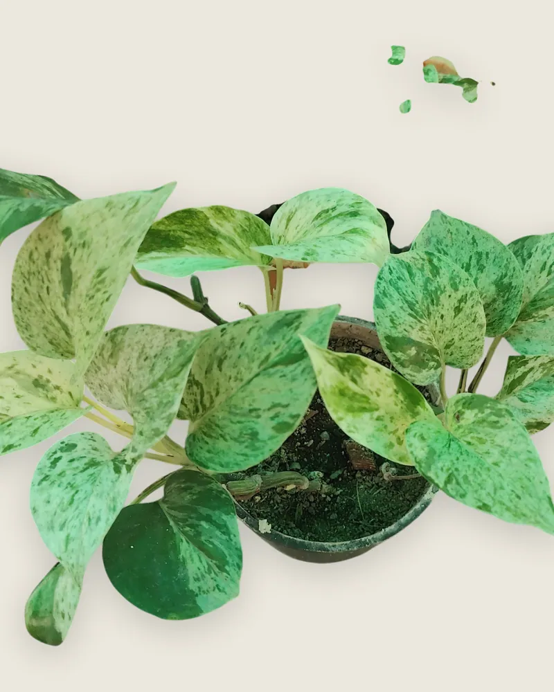 Marble Money Plant
