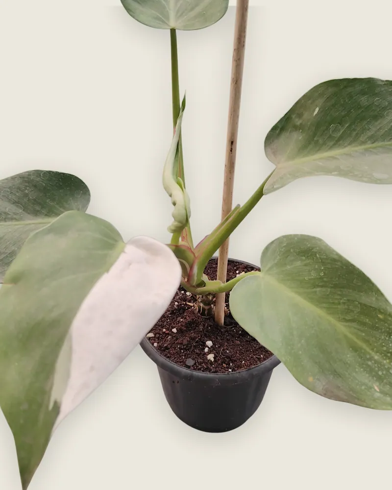 Philodendron White Princess
