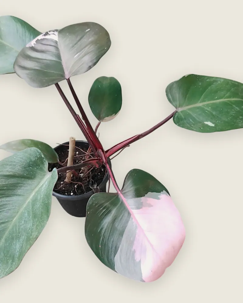 Philodendron Pink Princess
