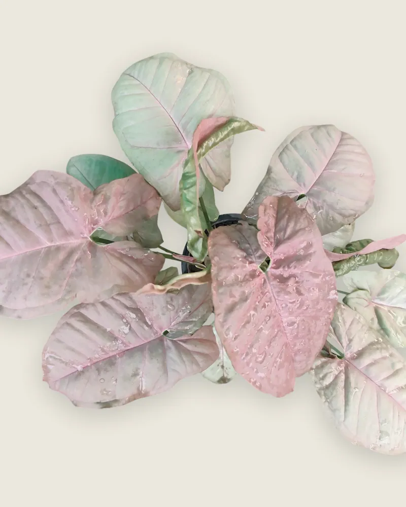 Singonium Pink - Indoor Plant