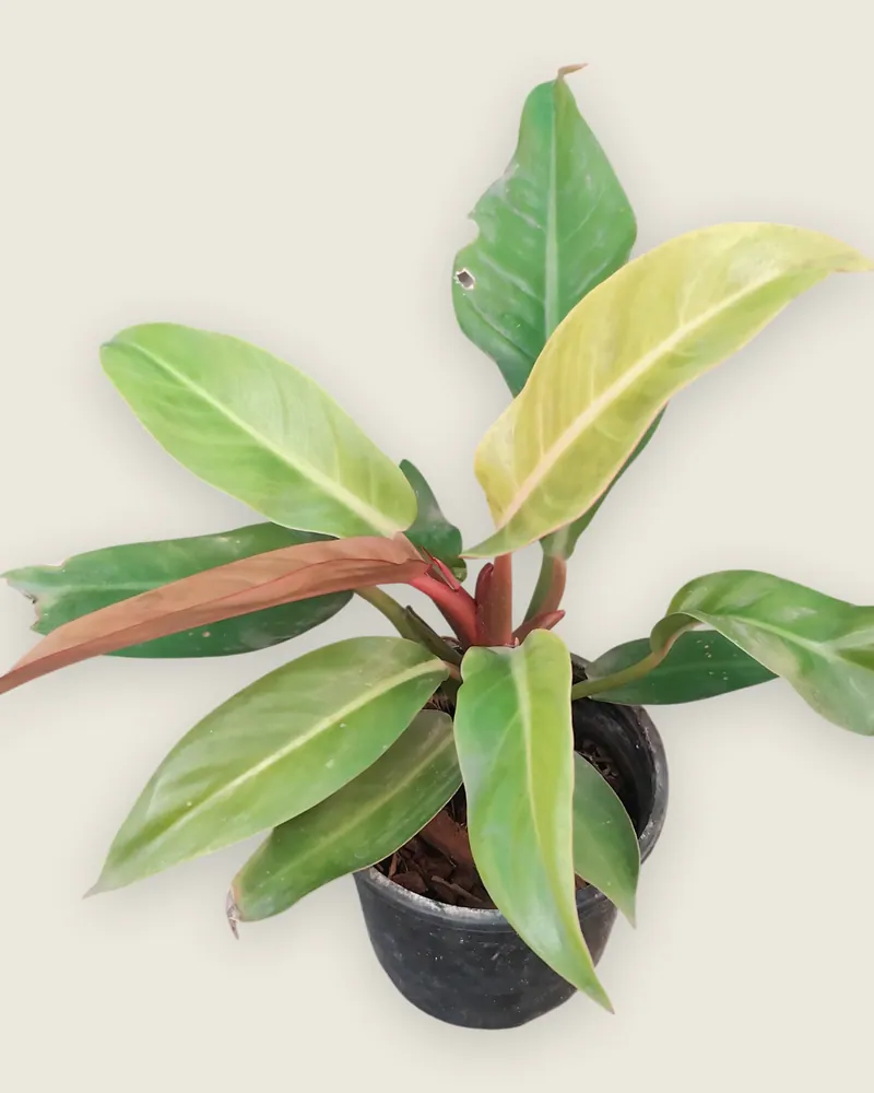 Philodendron orange
