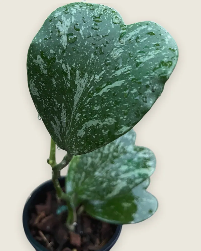 Hoya Kerrii Splash