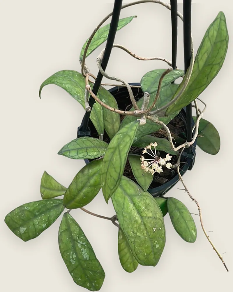 Hoya Finlaysonii