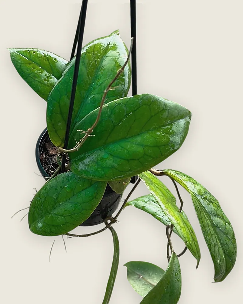 Hoya Jennifer