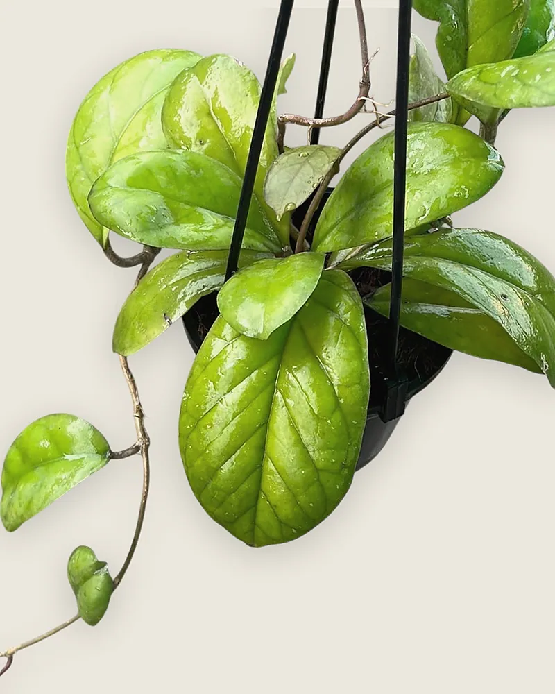 Hoya Viola