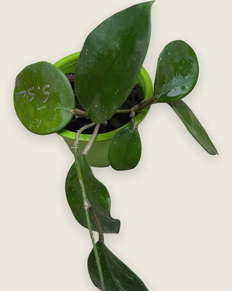 Hoya Sweet Scent