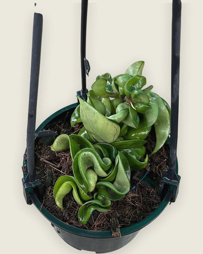 Hoya Compacta aka Hindu Rope