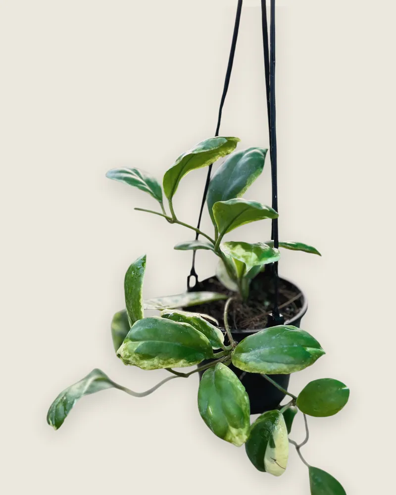 Hoya Incrassata Marginata