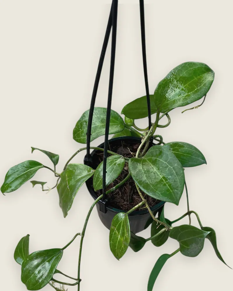 Hoya Latifolia