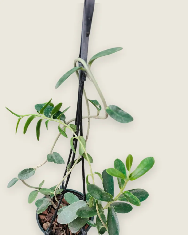 Hoya Cumingiana - Rare Tropical Succulent for Sale | Exotic Plant Nursery