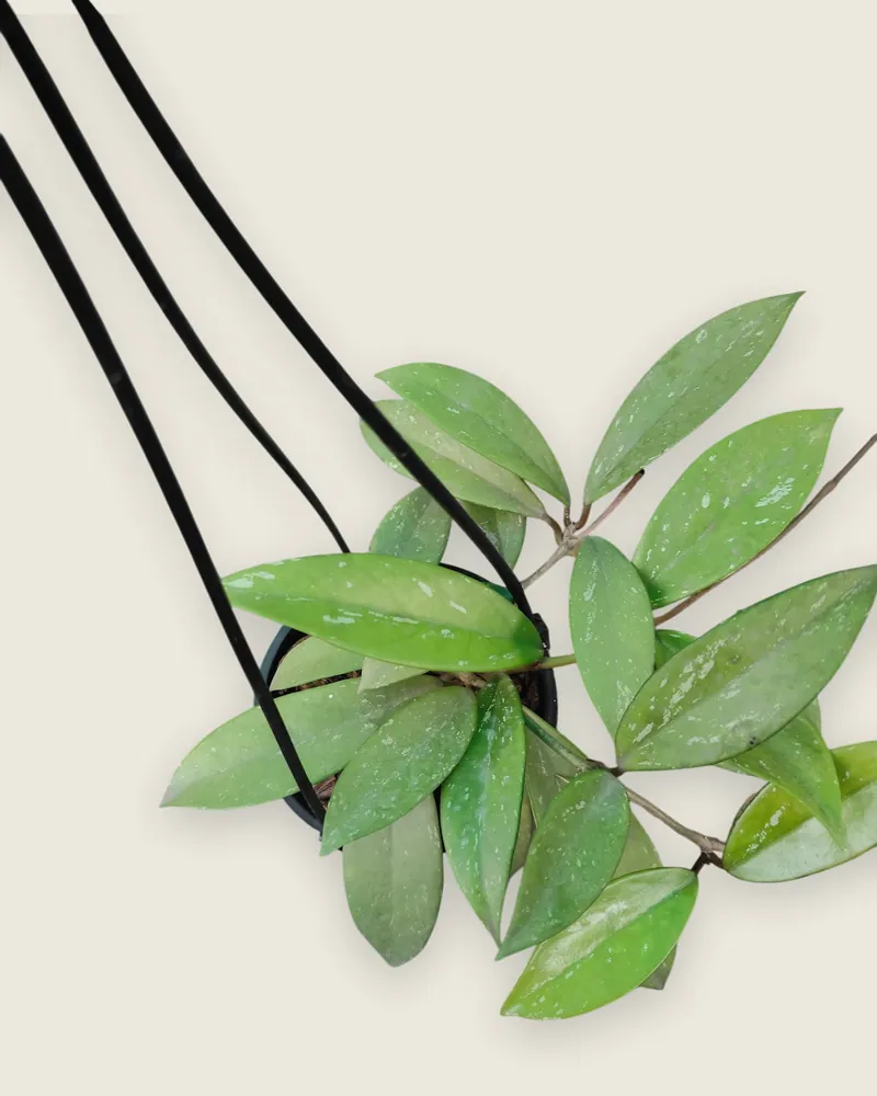 Hoya Carnosa Splash- Heart-Leaf Wax Plant for Sale | Lush and Hardy Indoor Plant