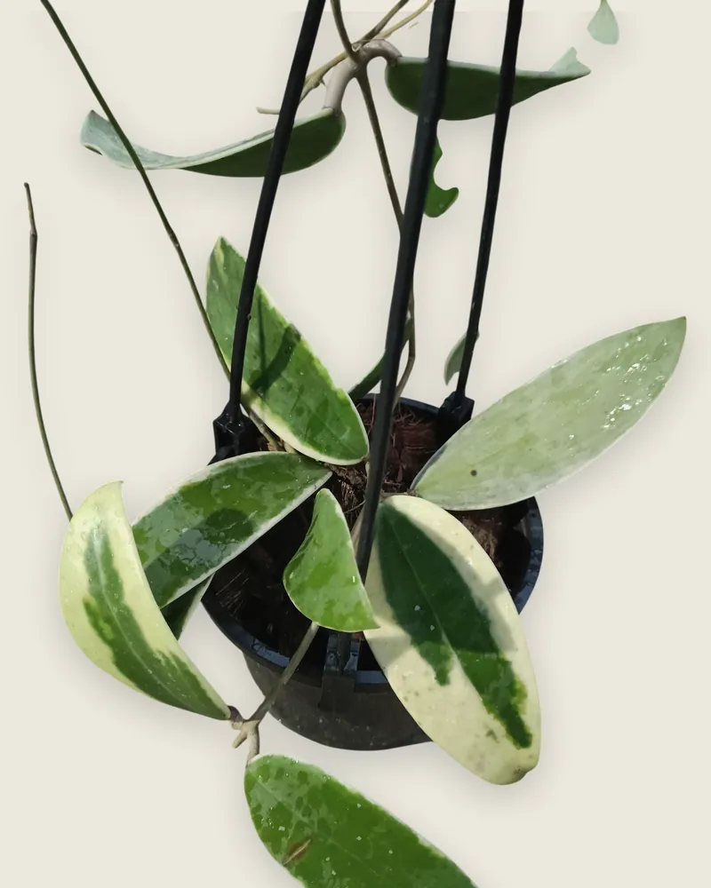 Hoya Acuta Yellow