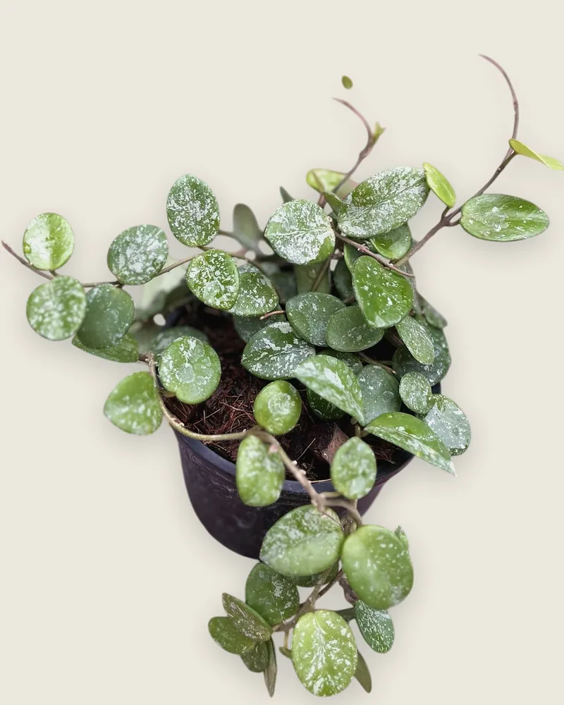 Hoya Curtisii