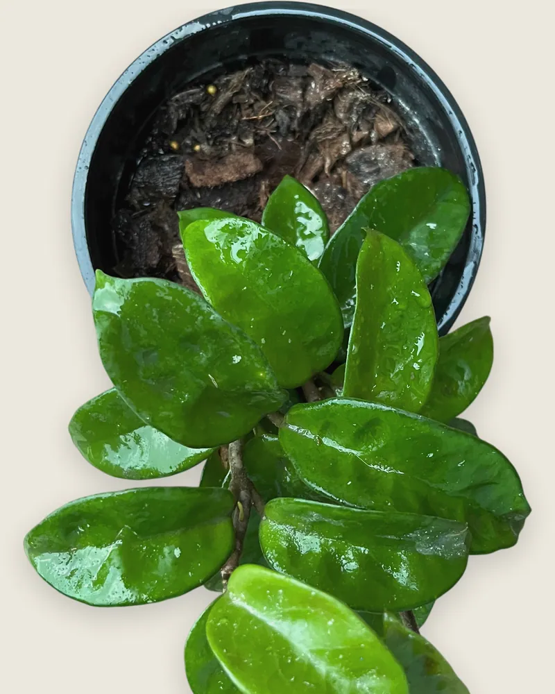 Hoya Krinkle