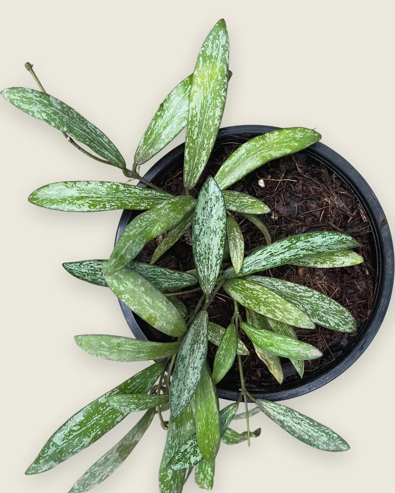 Hoya Sigillatis - Indoor Plant