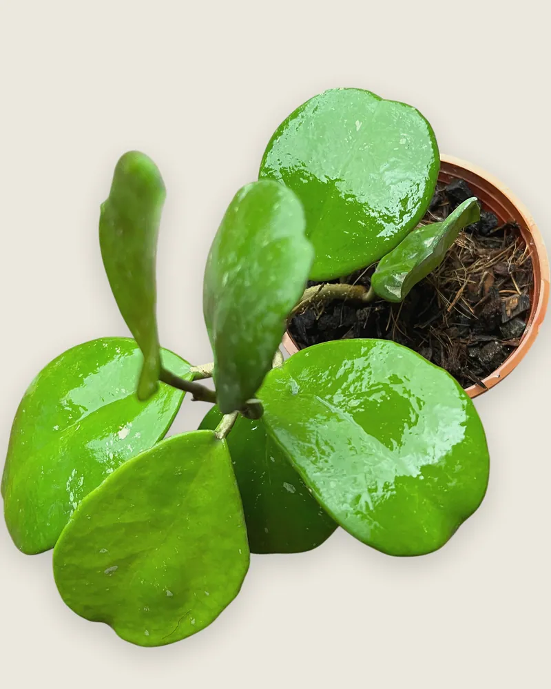 Hoya Kerrii
