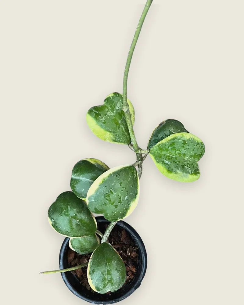 Hoya Kerri  variegated