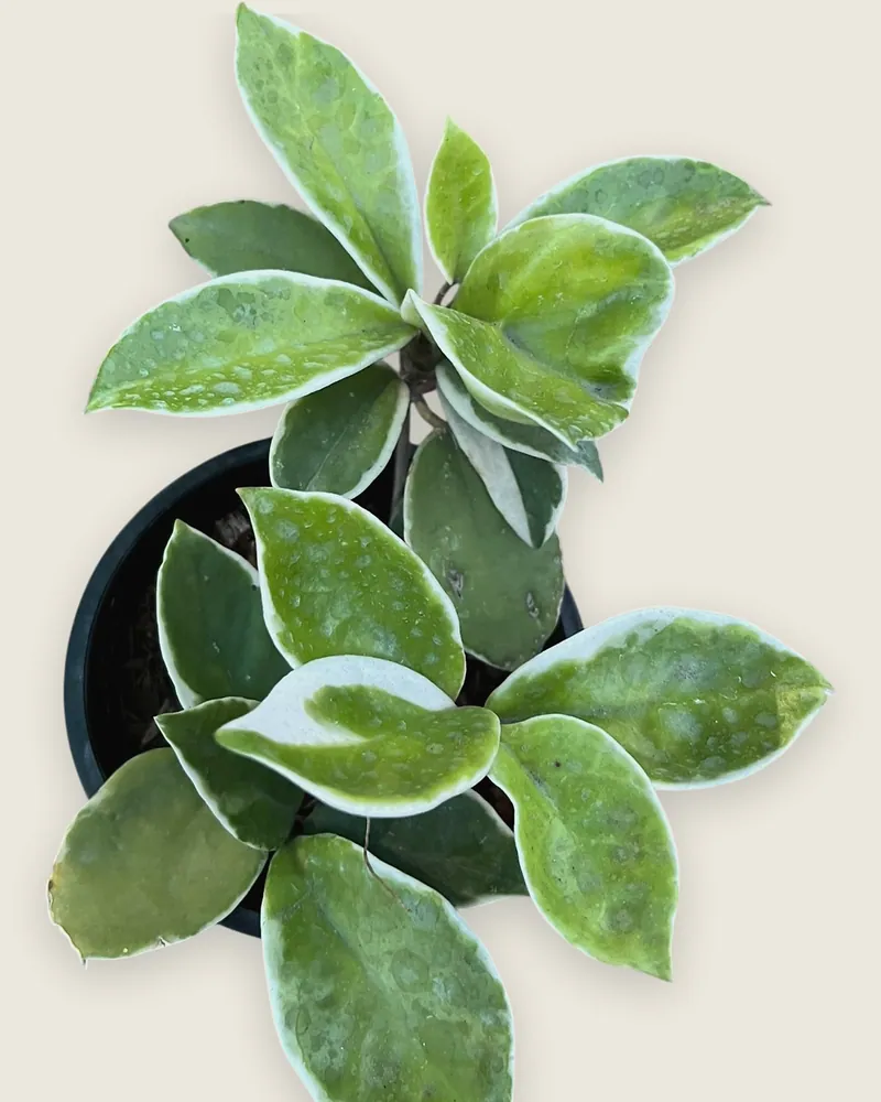 Hoya Krimson Queen
