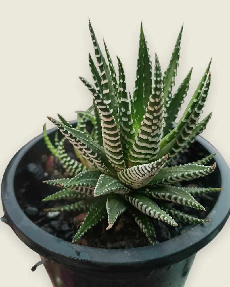 Haworthia lime
