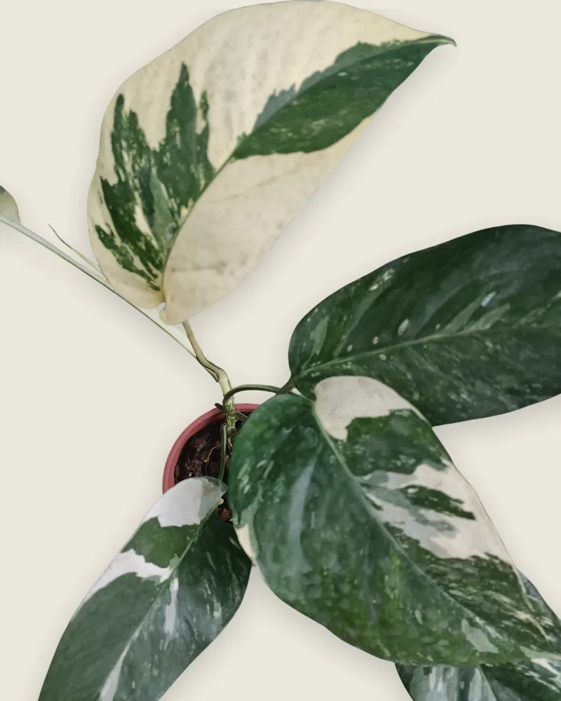Epipremnum pinnatum albo