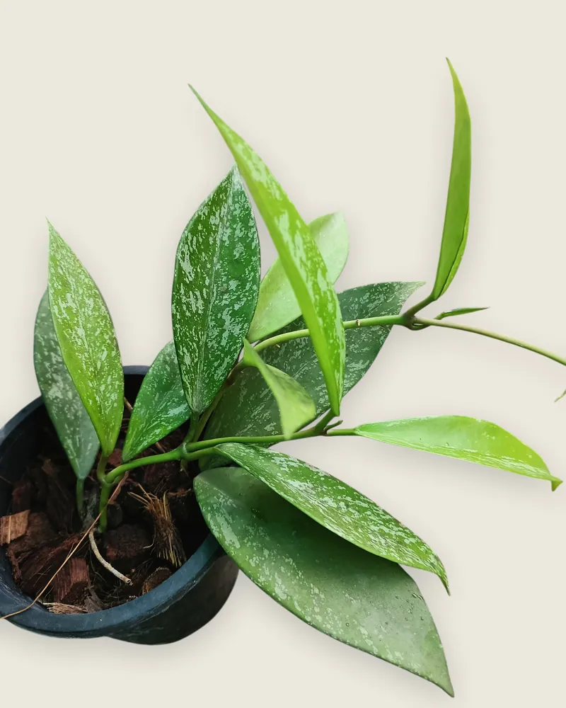 Pubicalix silver splash