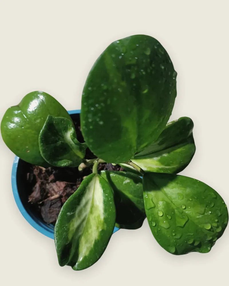 Hoya Obovata Variegated