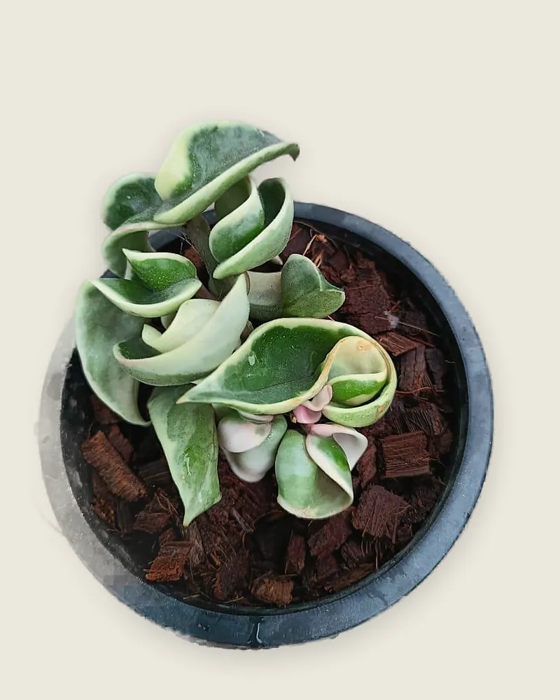 Hoya Hindu rope Variegated small