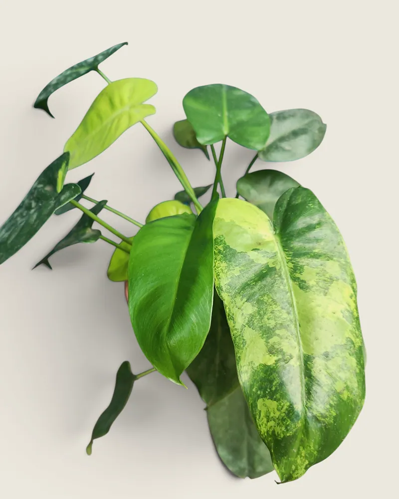 Philodendron Barle Marx variegated