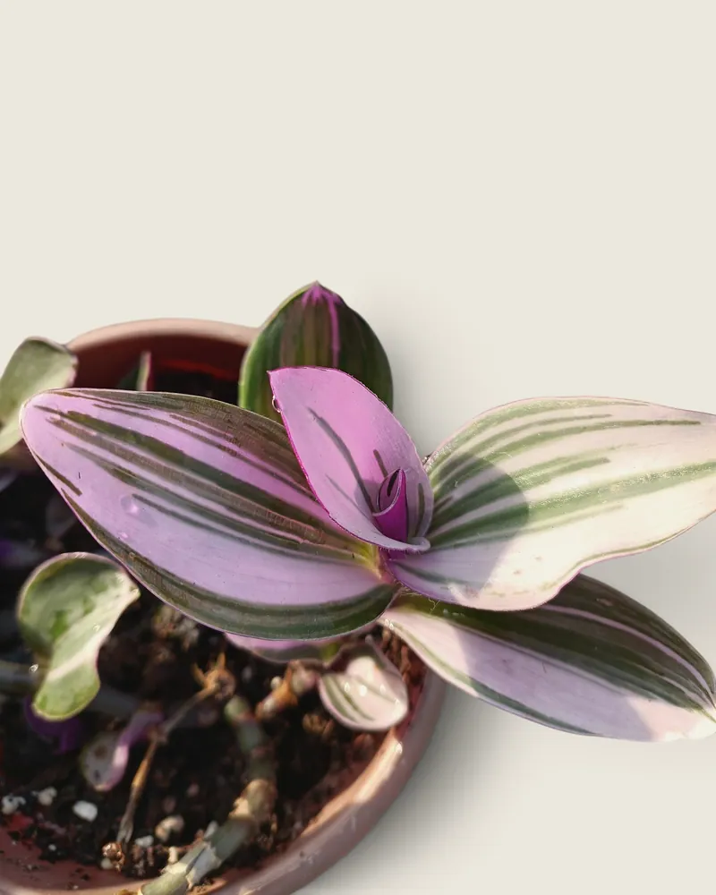 Wandering jew pink