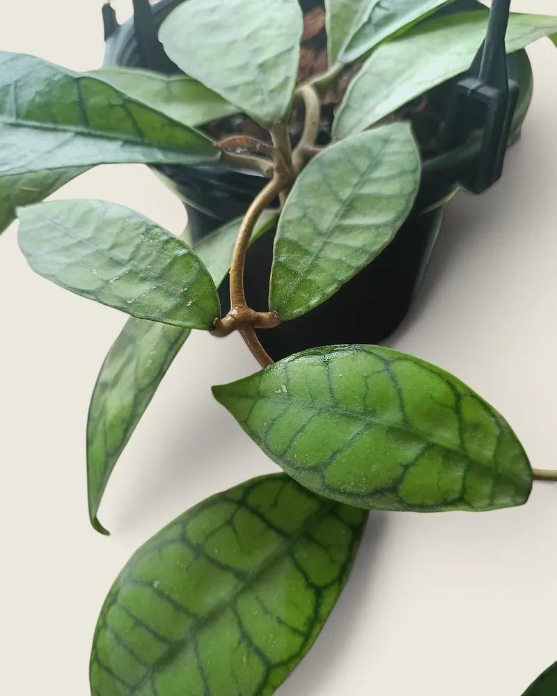 Hoya Callistophylla - Indoor Plant