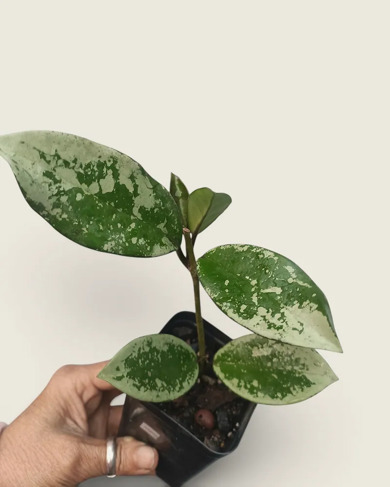 Hoya AH074