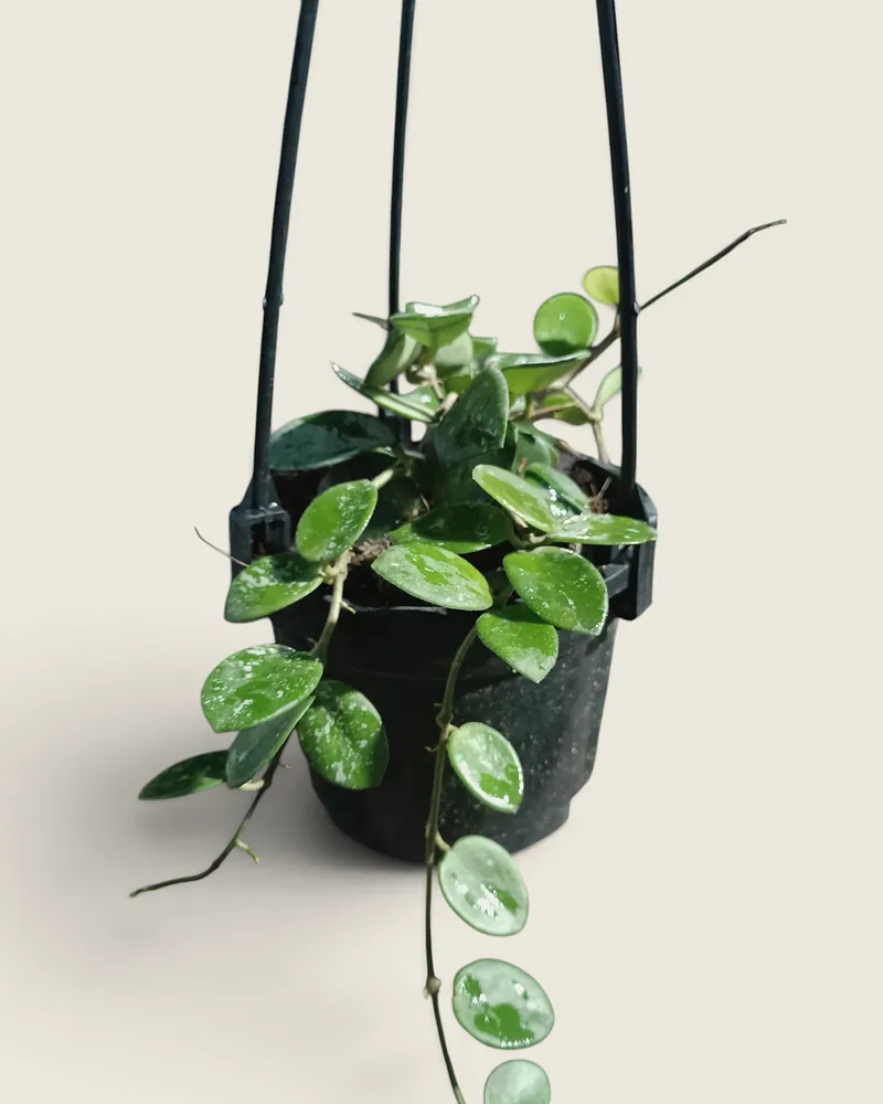 Hoya Mathilde
