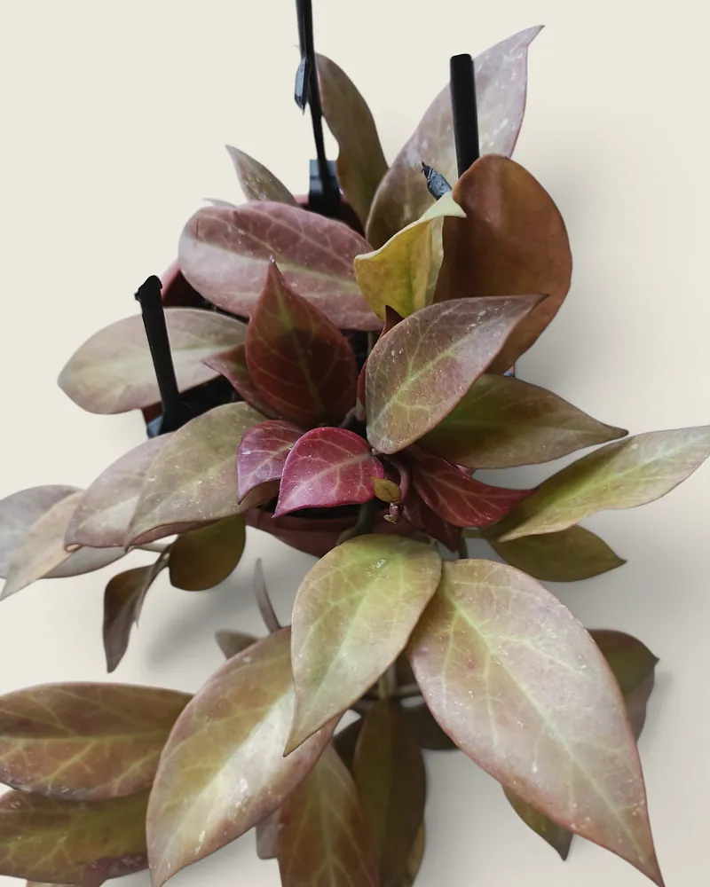 Hoya Sunrise Sun Stressed  with 6 - 10 peduncle.