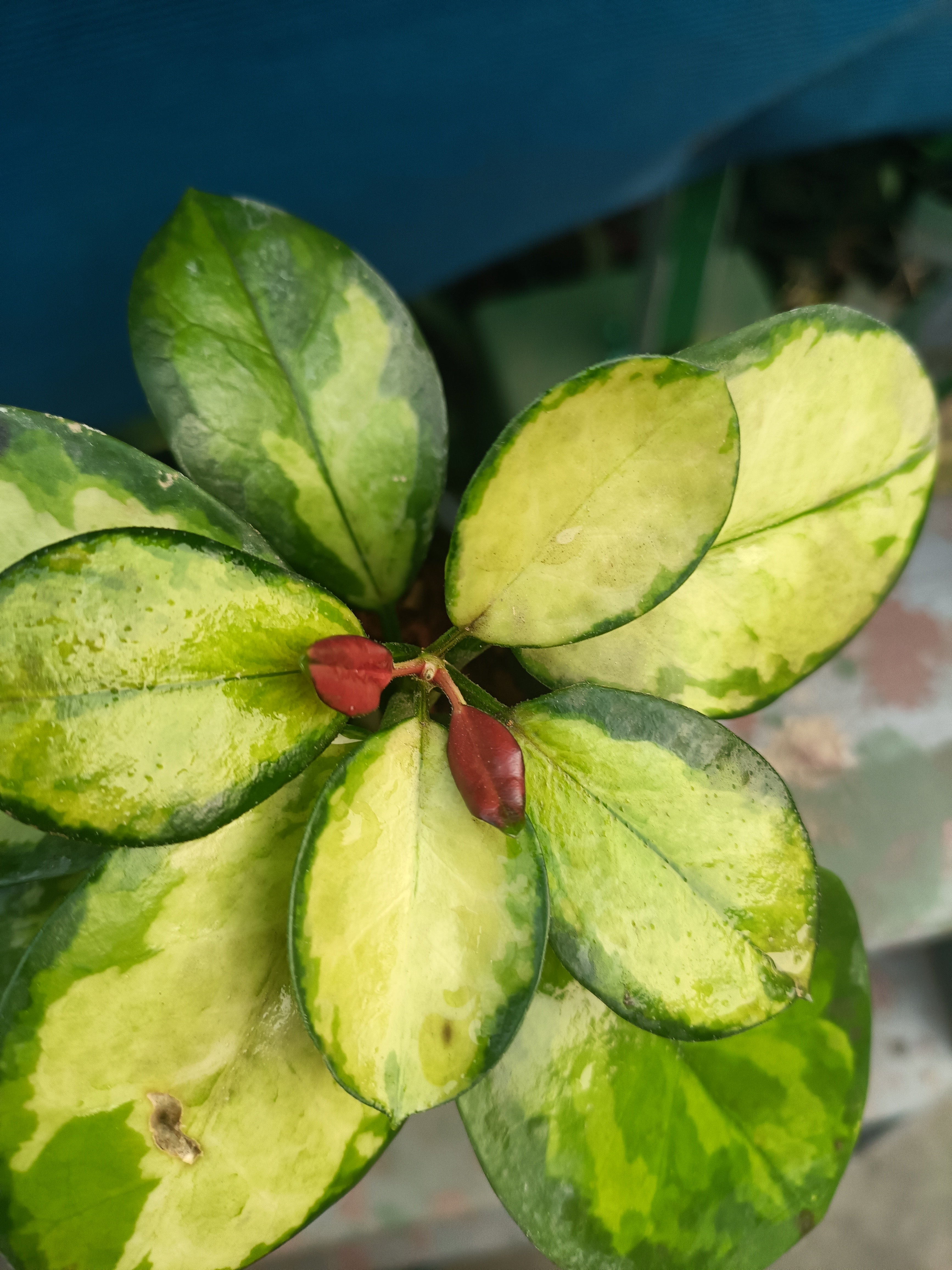 Australis lisa 7+ leaves