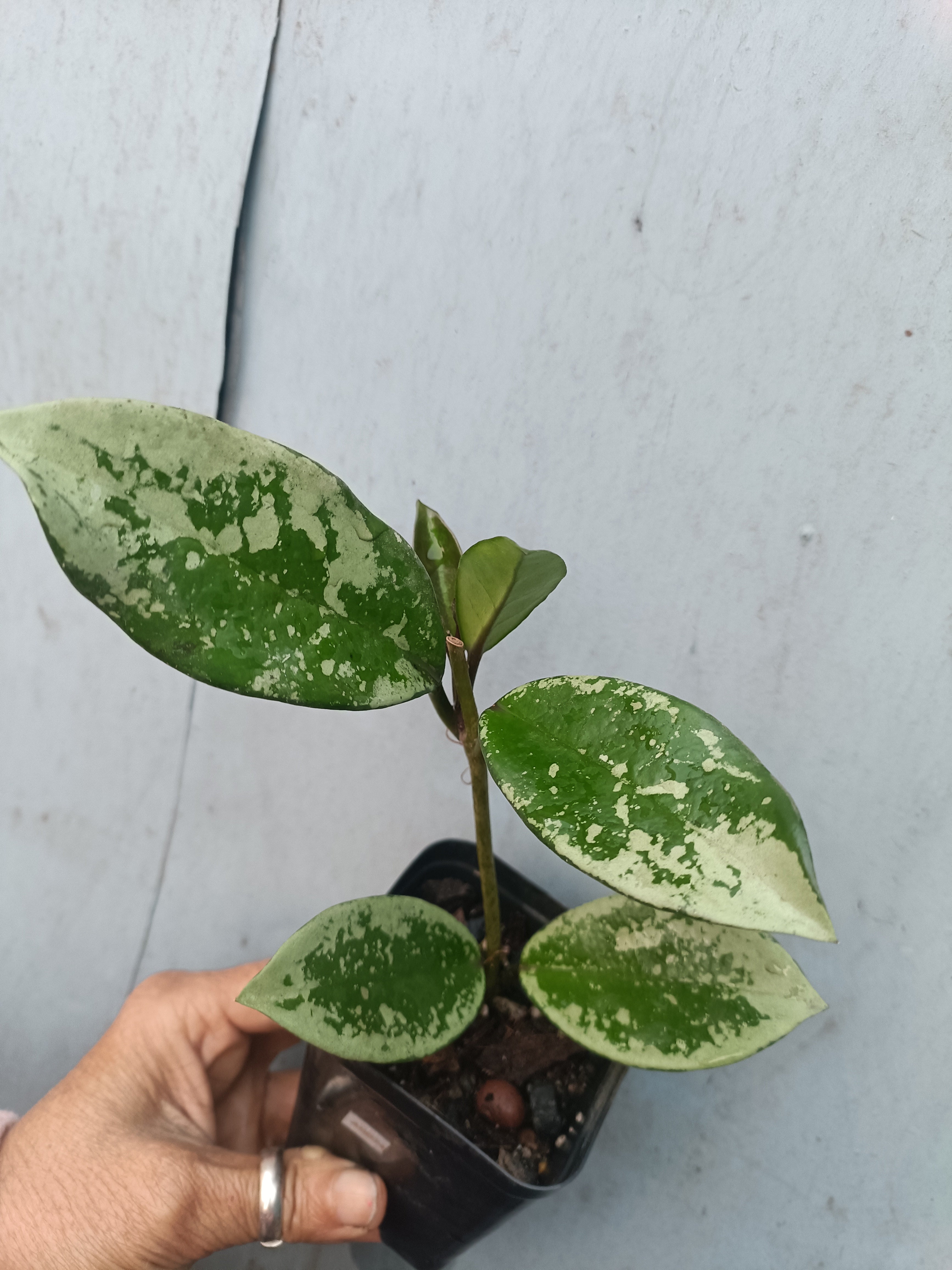 Hoya AH074